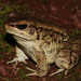 Holst's Frog - Photo (c) Yu Ching Tam, some rights reserved (CC BY-NC-ND), uploaded by Yu Ching Tam