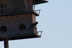 Poecile carolinensis