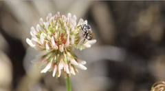 Melectoides triseriatus