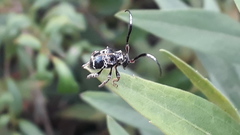 Tessarecphora arachnoides