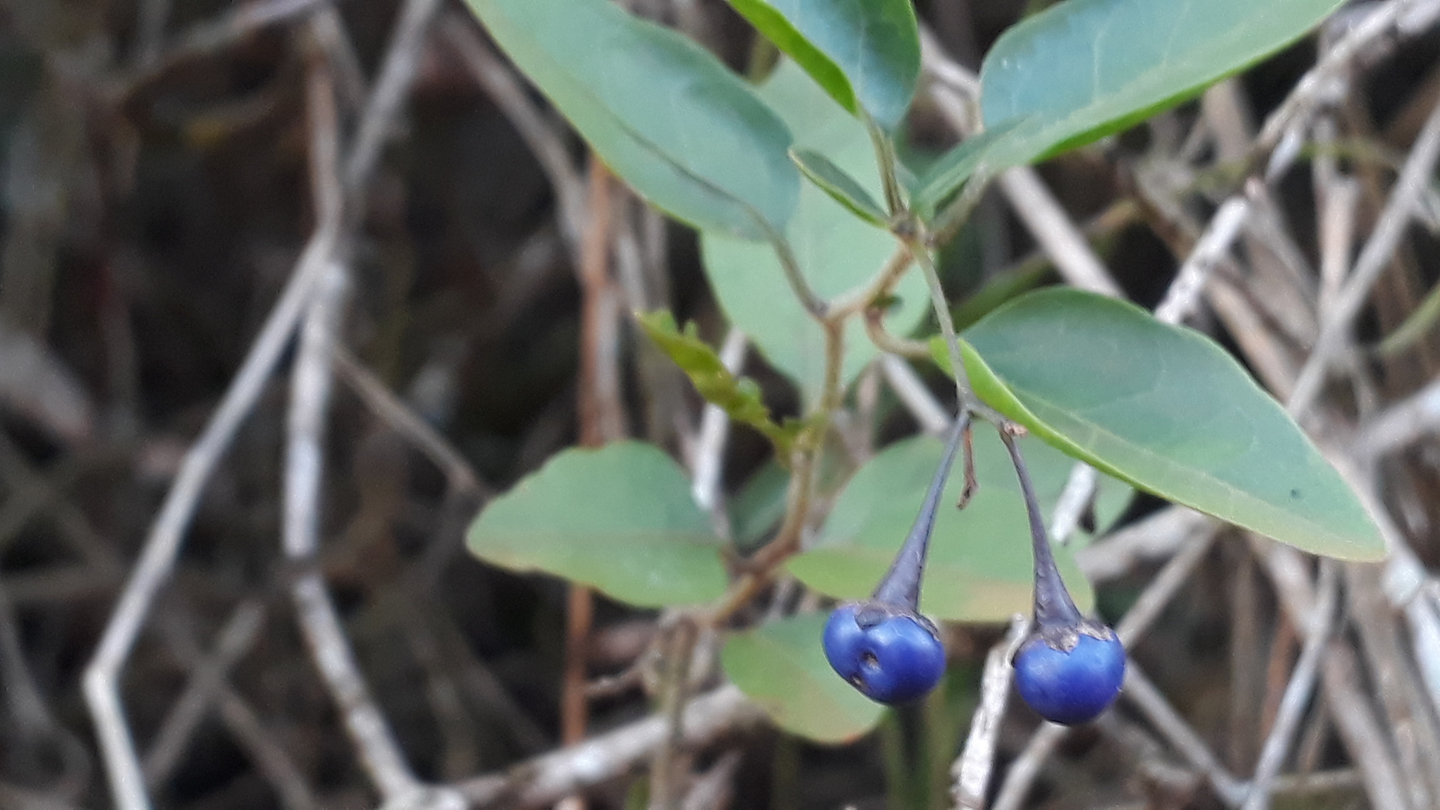 Solanum laxum