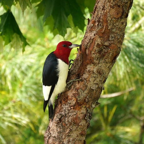 Red-headed Woodpecker