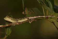 Diploderma polygonatum polygonatum