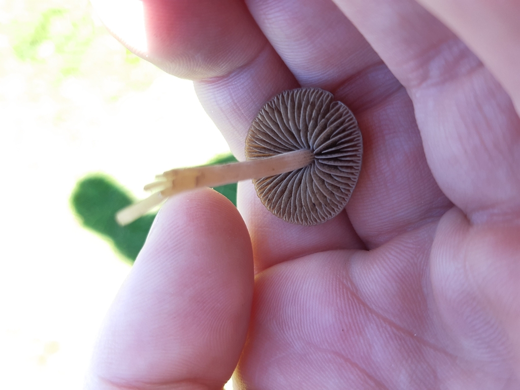 Panaeolus foenisecii · November 2025 · photo: © georgecox (iNaturalist, cc0)