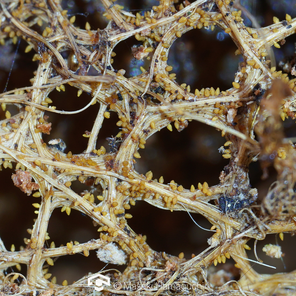 Cocoonihabitus sinensis