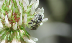 Melectoides triseriatus