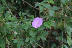 Ipomoea indica
