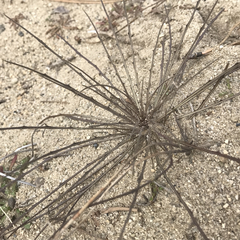 Erysimum teretifolium