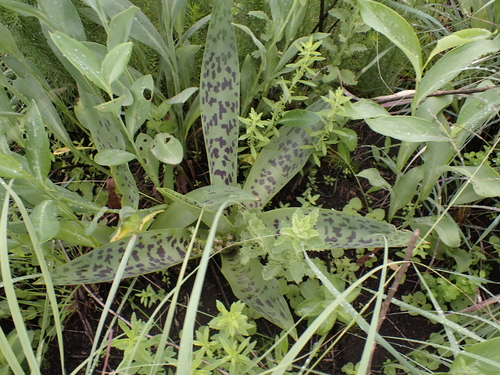 Ledebouria floribunda