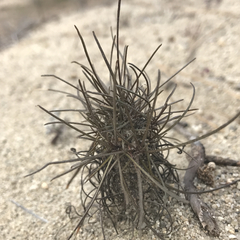 Erysimum teretifolium