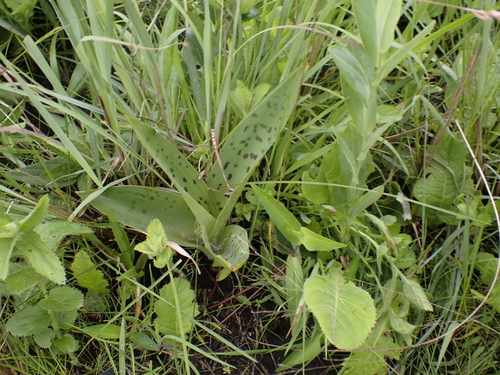 Ledebouria floribunda