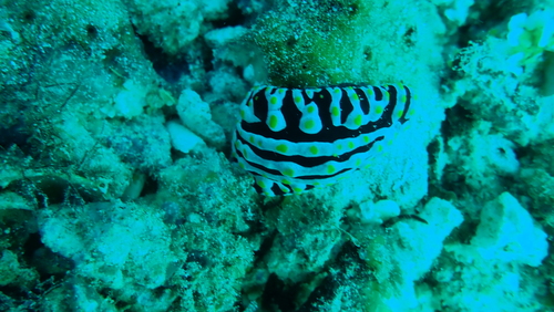 Varicose Wart Slug — seen at this dive site