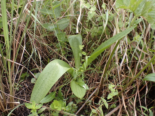 Ledebouria floribunda