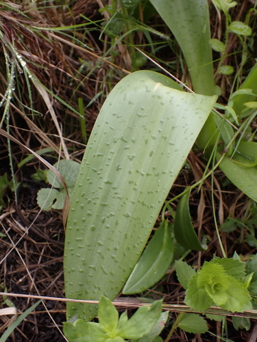 Ledebouria floribunda