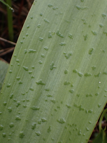 Ledebouria floribunda