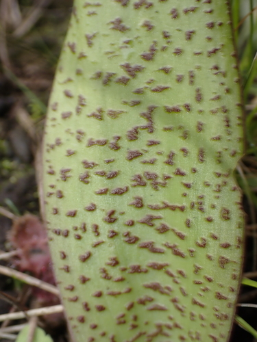 Ledebouria floribunda
