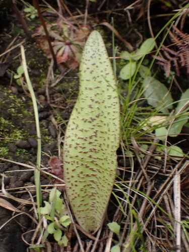 Ledebouria floribunda