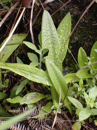 Ledebouria floribunda