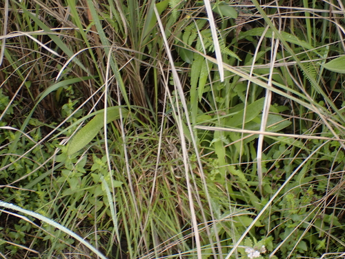 Ledebouria floribunda