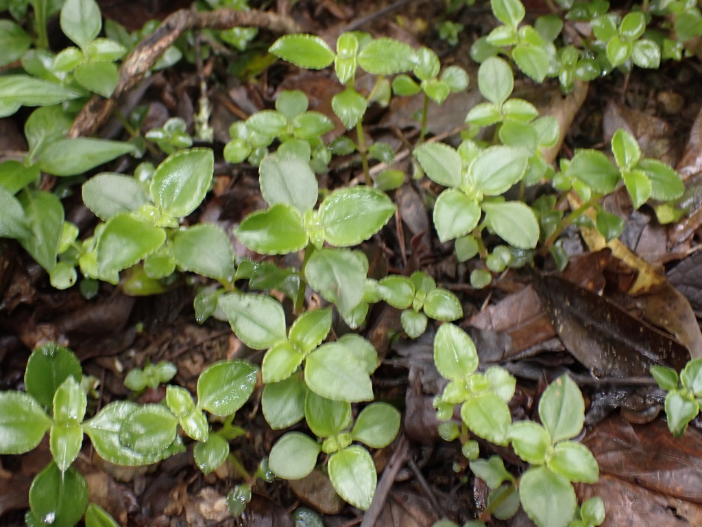 Crassula