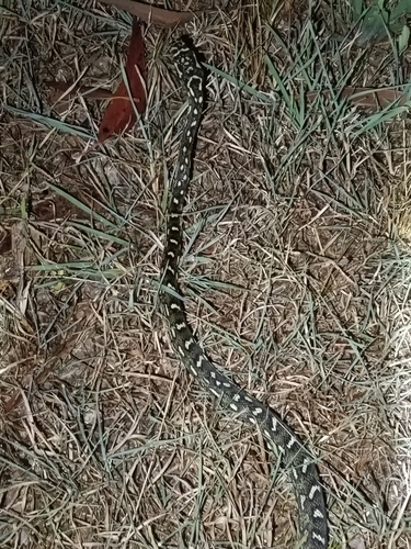 Diamond Python sighting