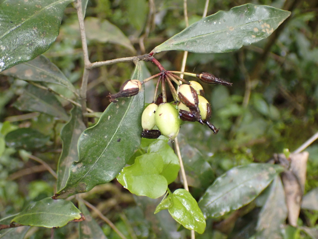 Peddiea africana; photograph (c) Andrew Hankey, some rights reserved (CC BY-SA)