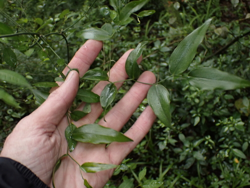 Behnia reticulata, photograph 5