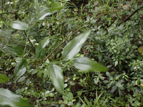 Behnia reticulata, photograph 6