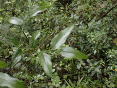 Behnia reticulata, photograph (c) Andrew Hankey, some rights reserved (CC BY-SA)