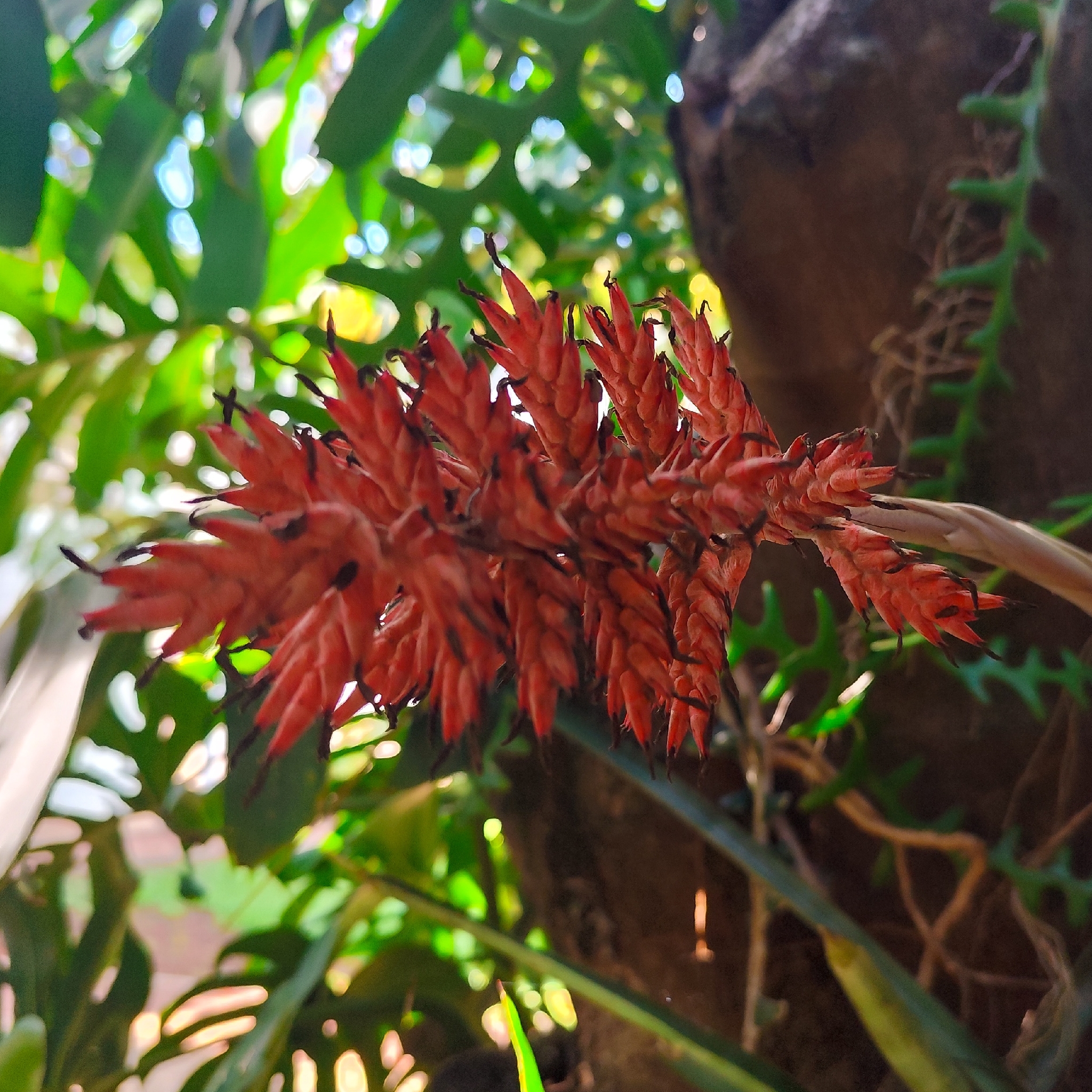 Aechmea distichantha