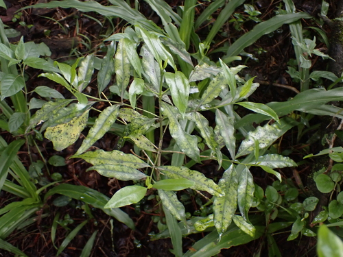 Green-Twigged Jackal-Coffee (Empogona lanceolata)