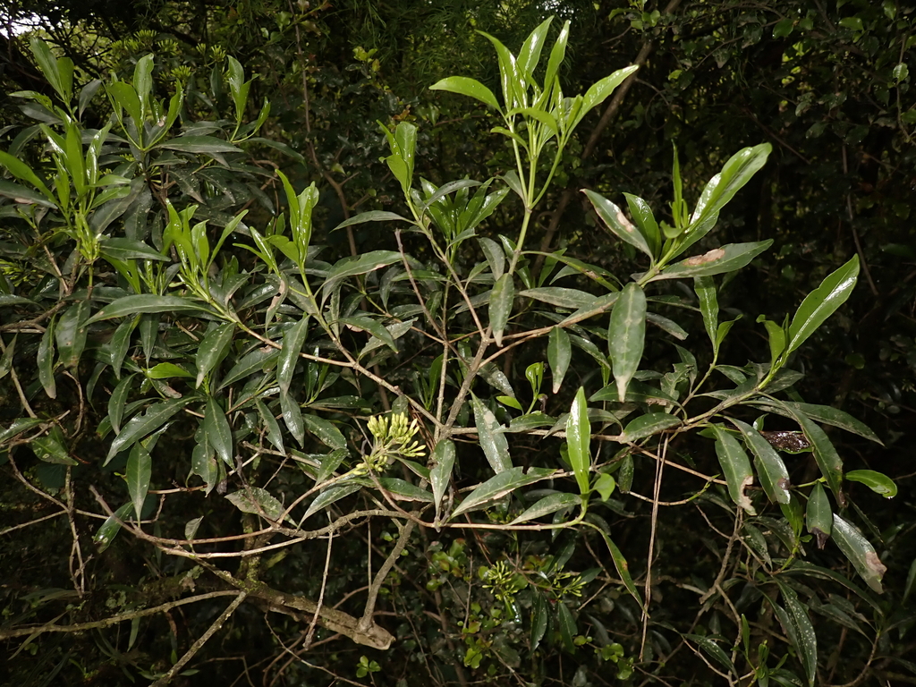 Pavetta lanceolata; photograph (c) Andrew Hankey, some rights reserved (CC BY-SA)
