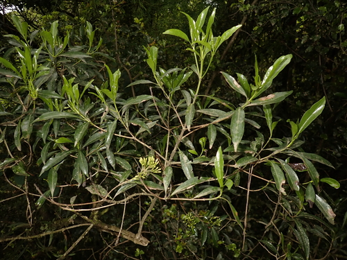 Bridal Bush (Pavetta lanceolata)