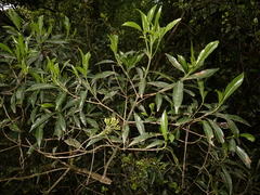 Pavetta lanceolata