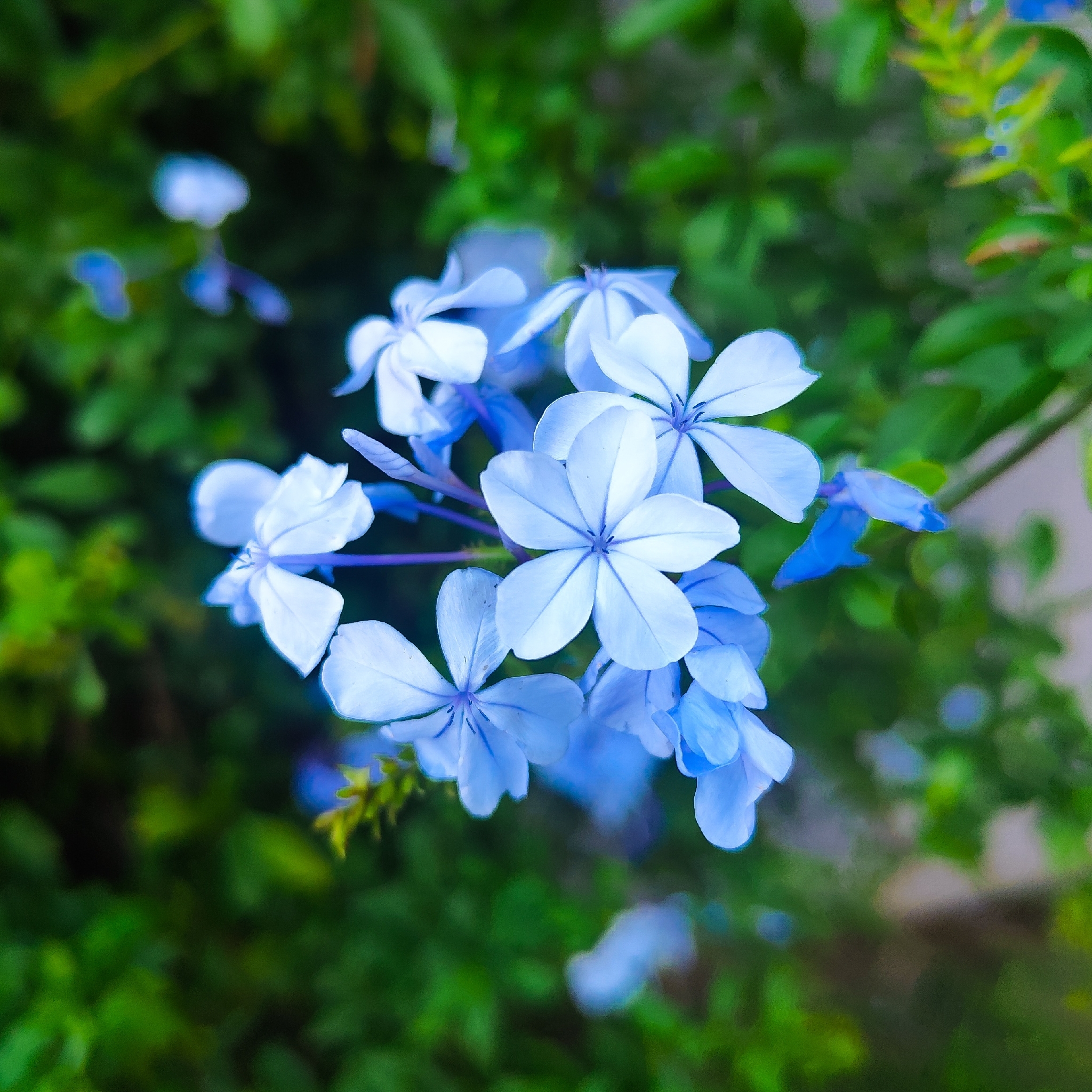 Plumbago auriculata