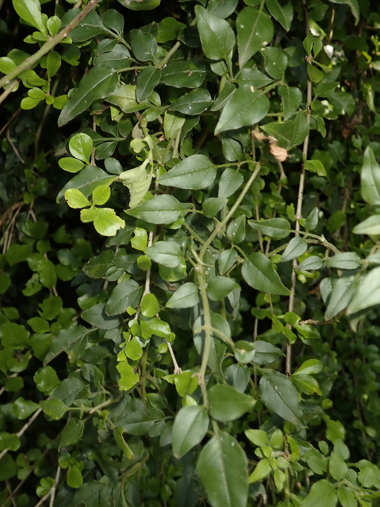 Jasminum angulare, uMgungundlovu District Municipality, South Africa, by andrew_hankey