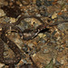 Pryer's Keelback - Photo (c) Yu Ching Tam, some rights reserved (CC BY-NC-ND), uploaded by Yu Ching Tam