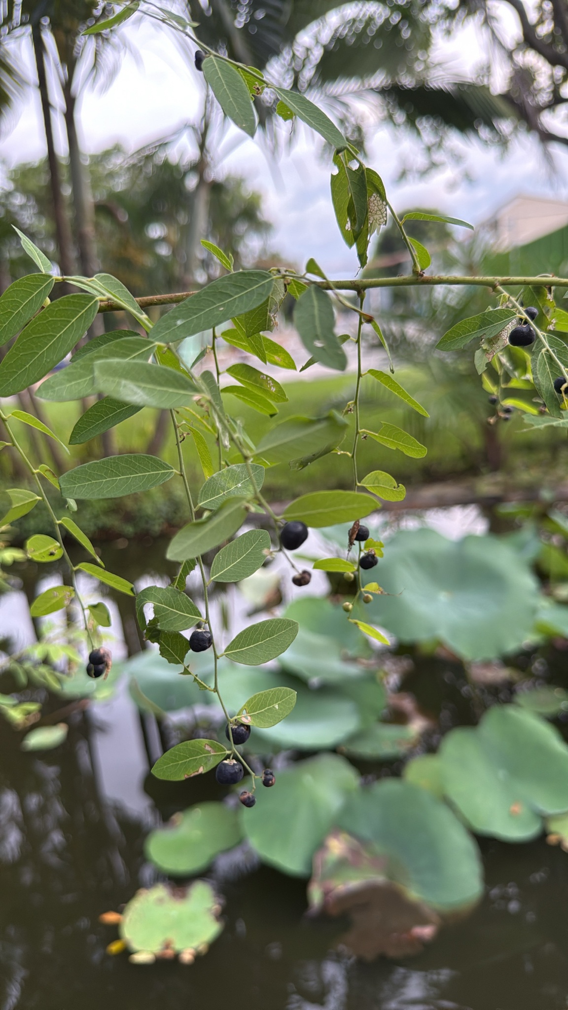 Phyllanthus reticulatus — ảnh 2