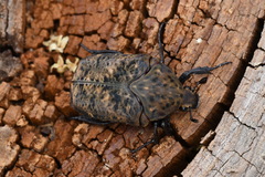 Gymnetis hebraica