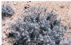 Astragalus granatensis