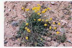 Santolina chamaecyparissus