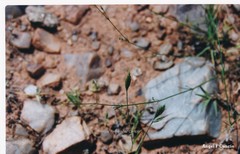 Brachypodium distachyon