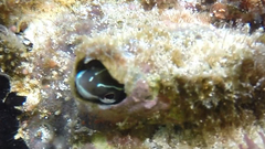 Plagiotremus azaleus