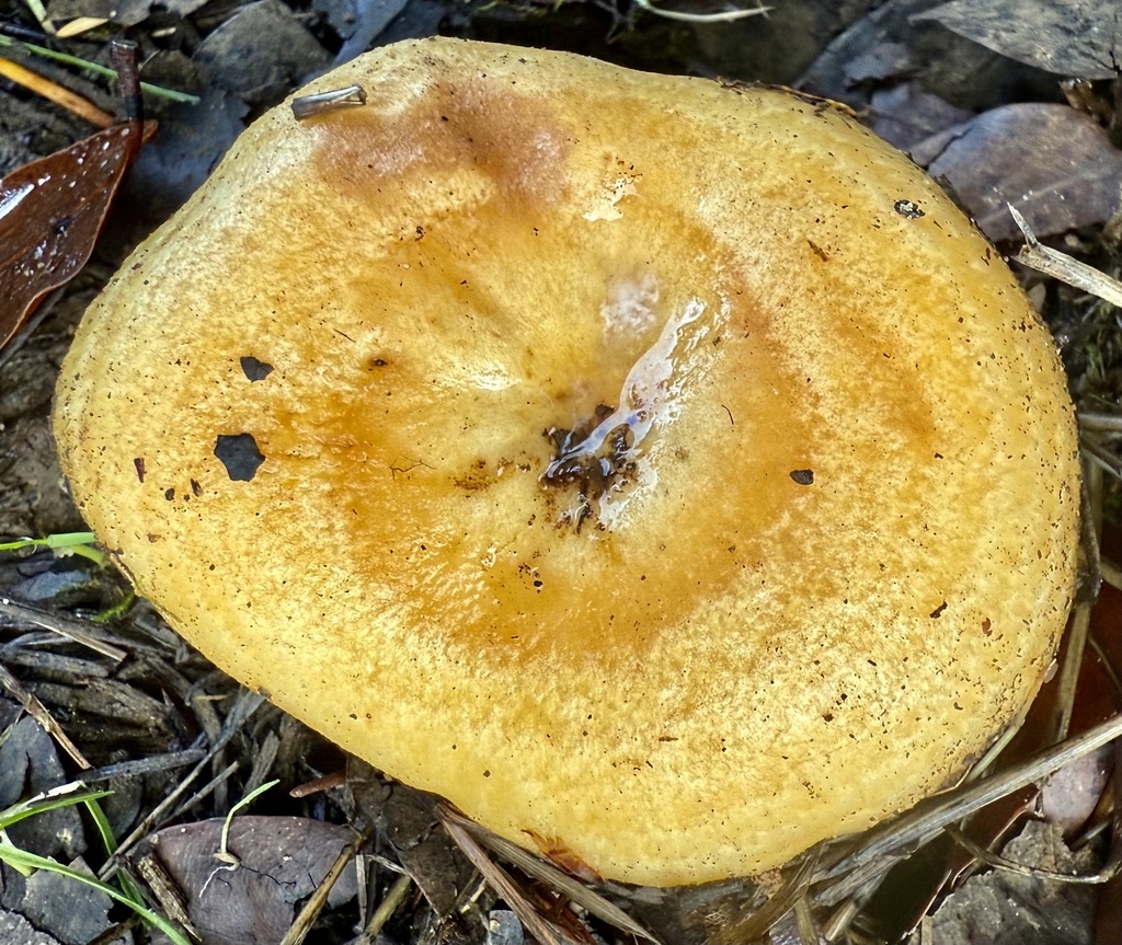 Lactarius alnicola · November 2025 · photo: © hllrnnr (iNaturalist, cc0)