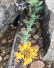 Noticastrum acuminatum