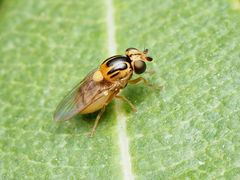 Thaumatomyia notata