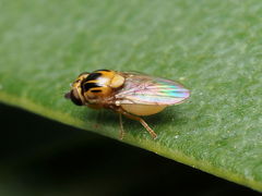 Thaumatomyia notata