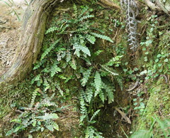 Blechnum membranaceum
