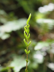Blechnum membranaceum