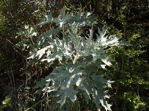 Berkheya bipinnatifida, photograph 5